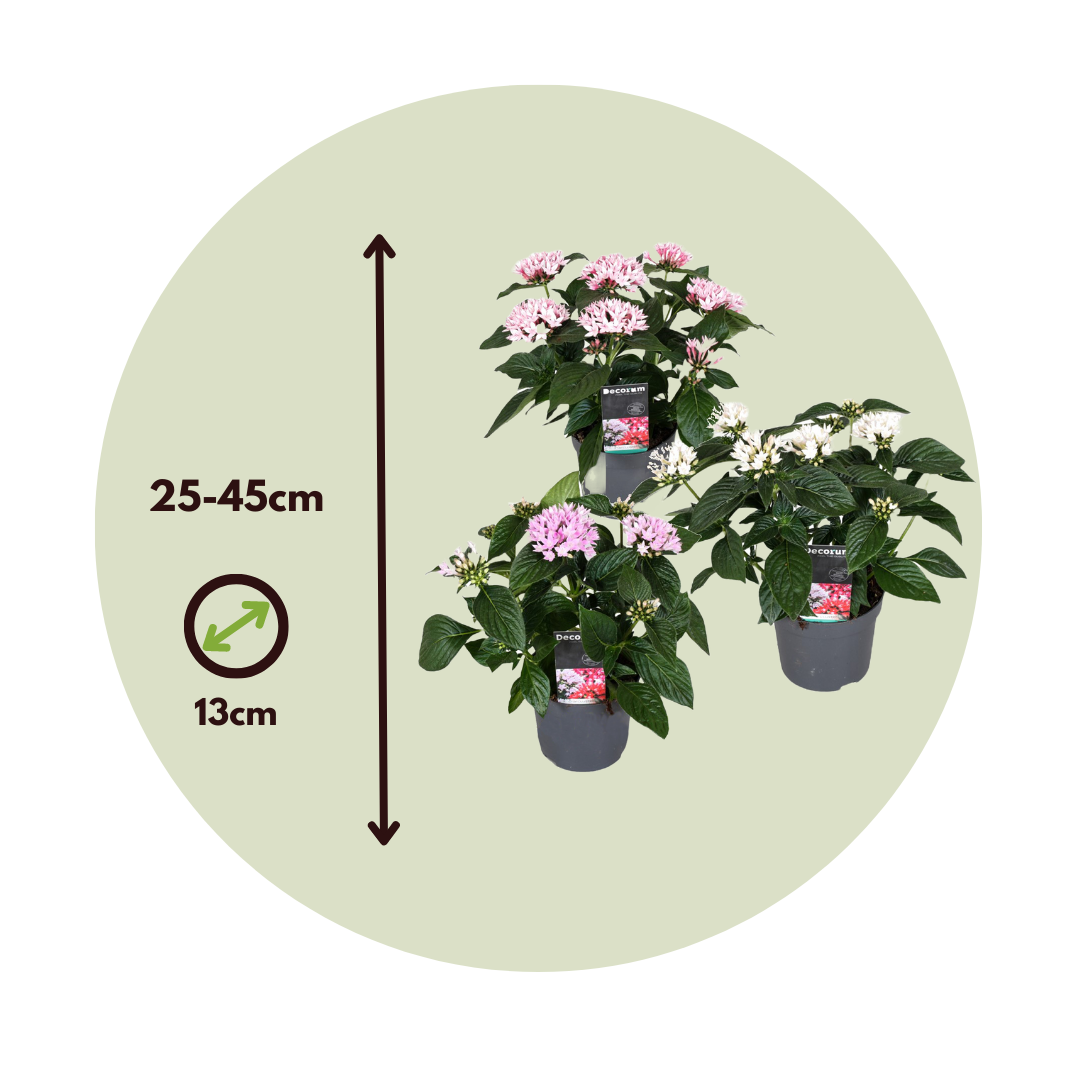 Pentas - 3 Pzs - Pentas Lanceolata - Altura 25-45cm - ⌀13cm_2