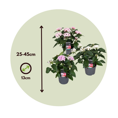 Pentas - 3 Pzs - Pentas Lanceolata - Altura 25-45cm - ⌀13cm_2