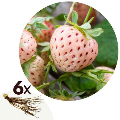 Planta De Fresa - 6 Pzs - Fragaria 'white Pine' - Cepellones - Verde_0