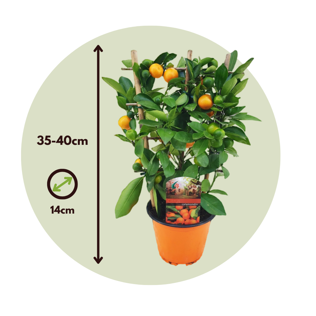 Calamondina - 2 Pzs - Citrus Mitis 'calamondin' - Altura 35-40cm - ⌀14cm_2