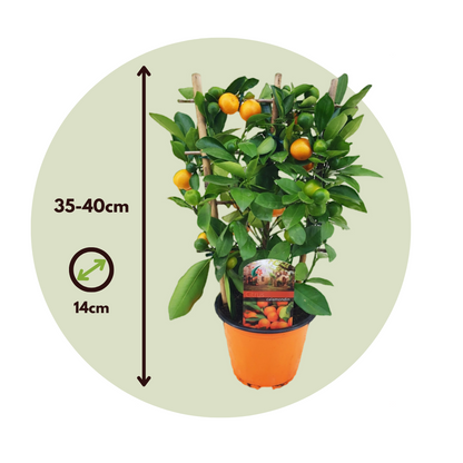 Calamondina - Citrus Mitis 'calamondin' - Altura 35-40cm - ⌀14cm_2