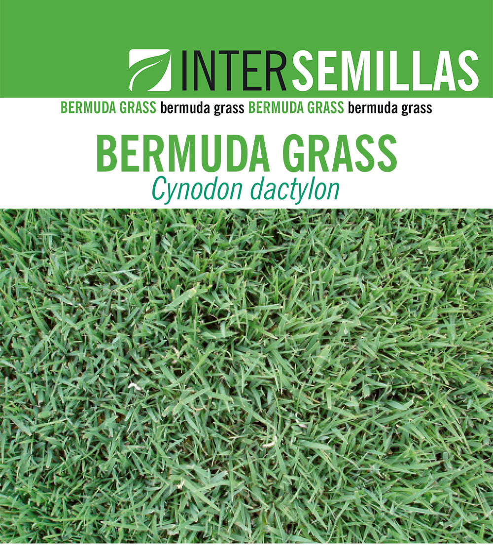 Semillas De Cesped Bermuda Grass Caja 250g_0