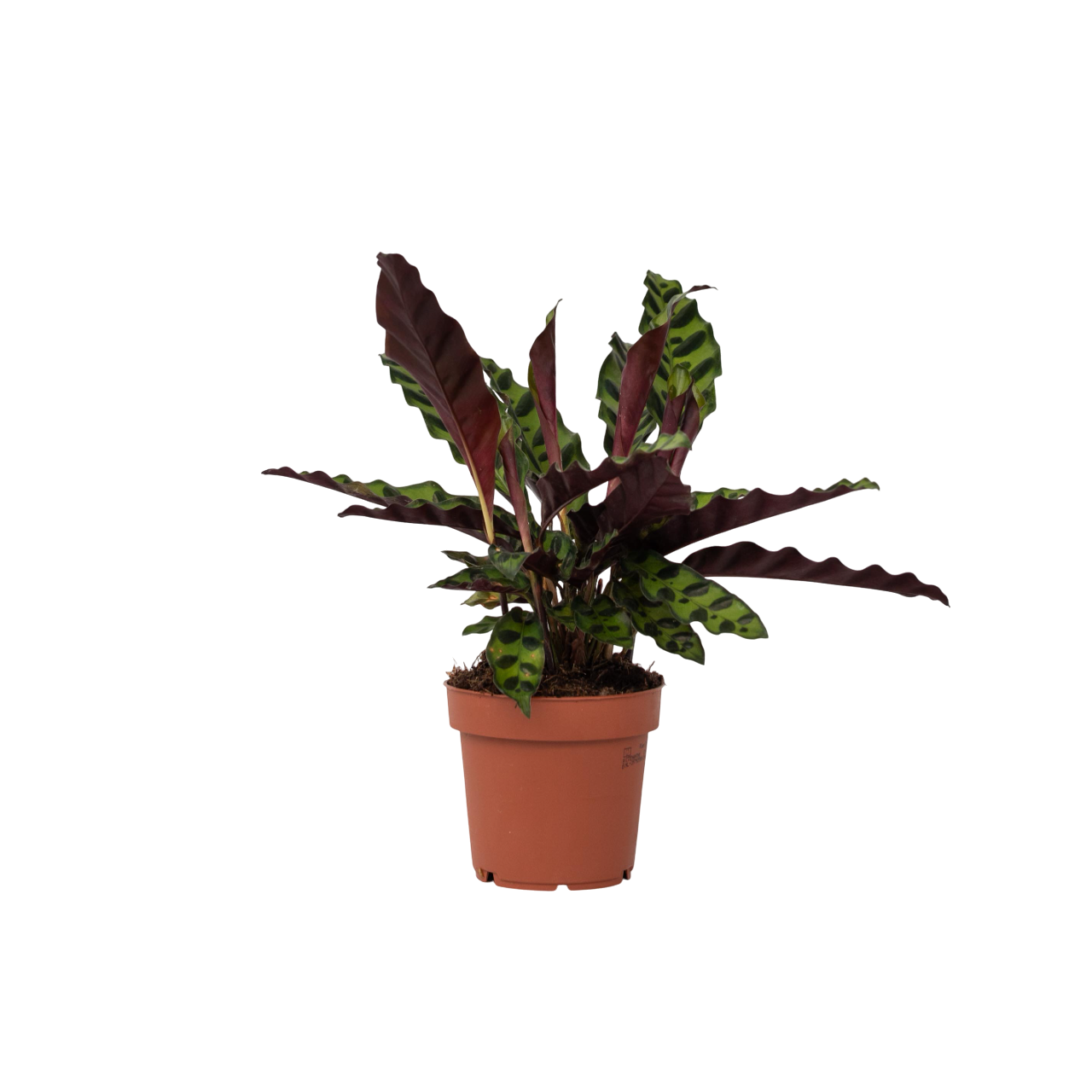 Calathea - Goeppertia Insignis - Altura 30-40cm - ⌀12cm_0