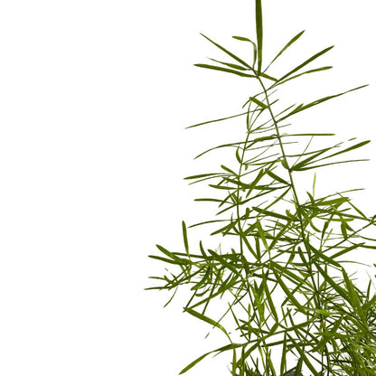 Esparraguera Ornamental, La Versión Original De Las Esparragueras M12_1