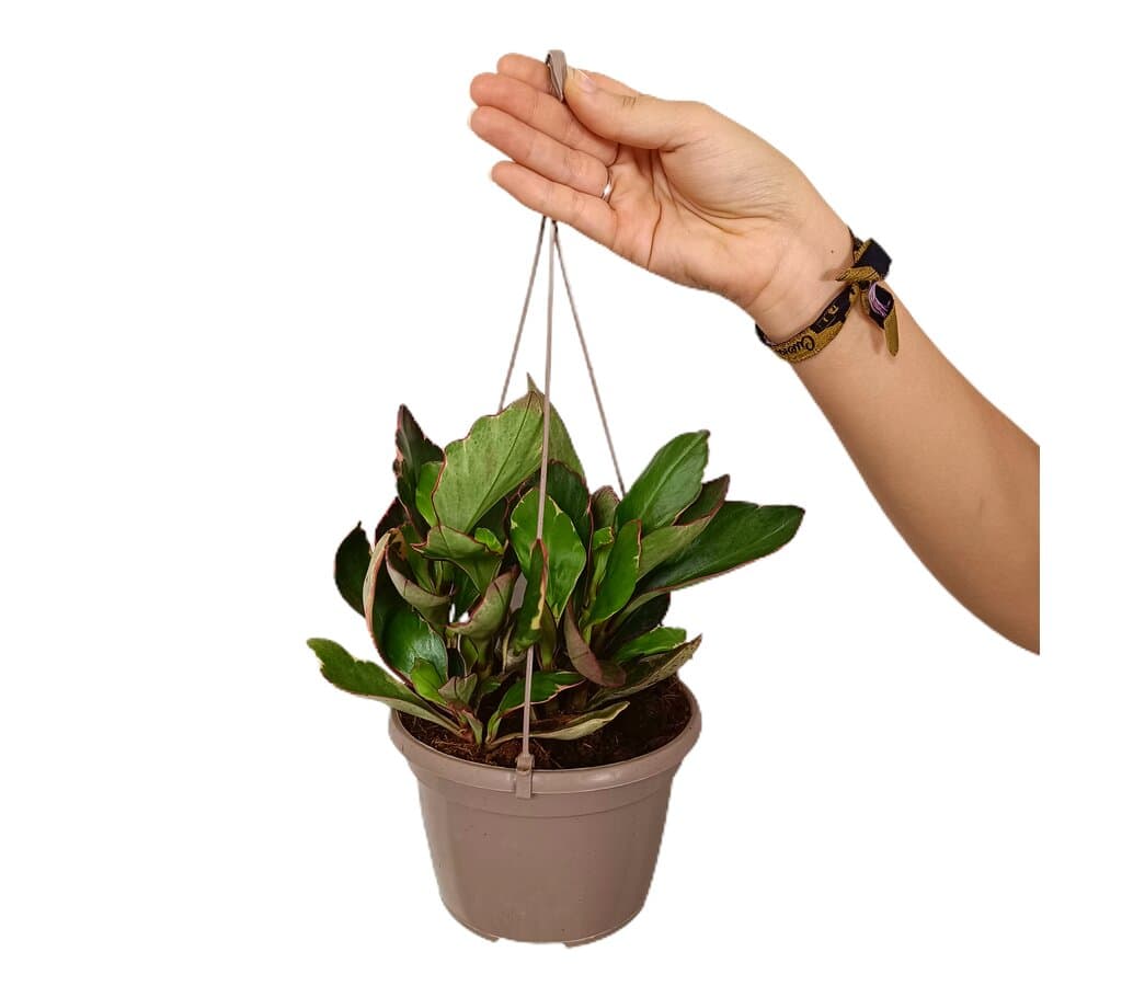Peperomia Clusifolia Variegata T15_0