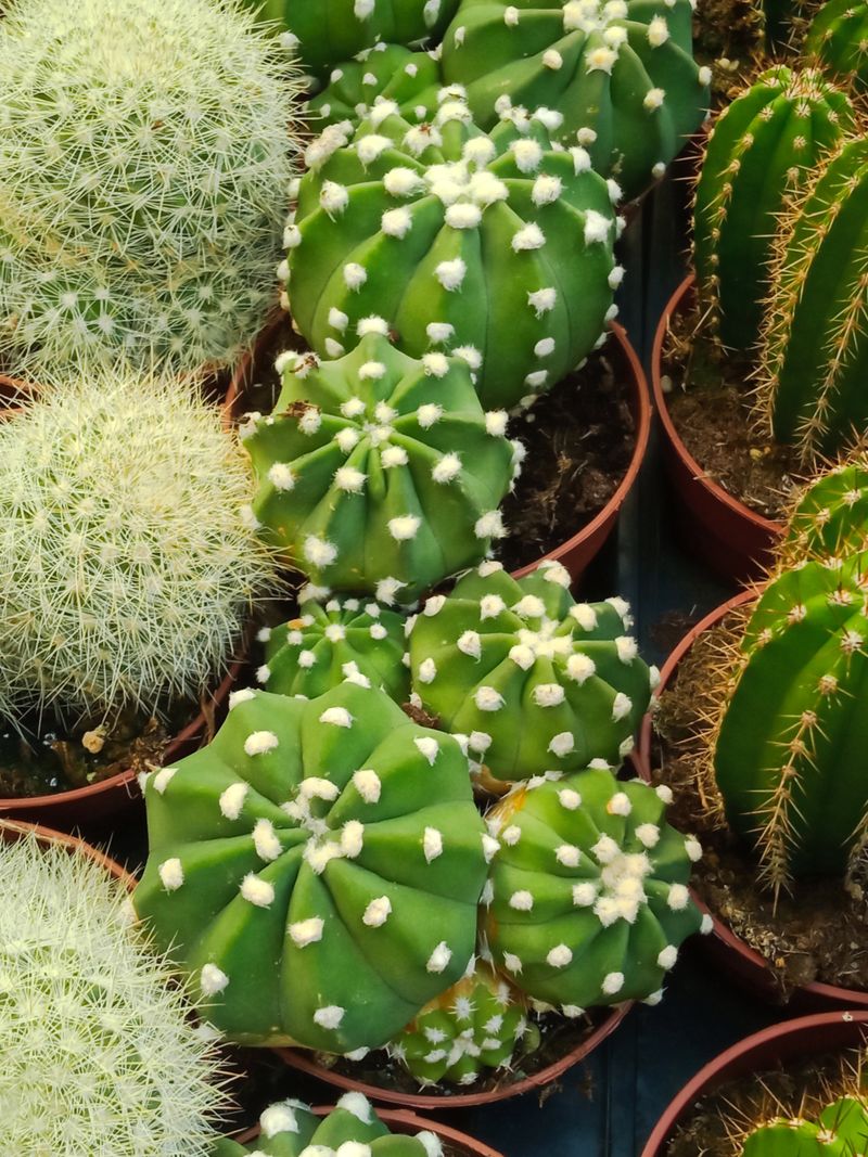 Cactus Planta Echinocactus Denudatum Ø8 Cms_0