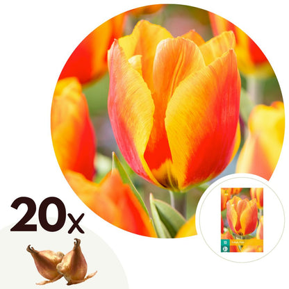 Bulbos De Tulipán - 20 Pzs - Tulipa 'flair' - Bulbos De Flores - Blanco_0