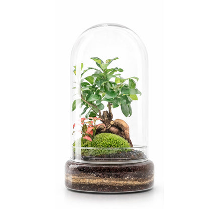 Terrario Madagascar Forest 19x36 Cm_1