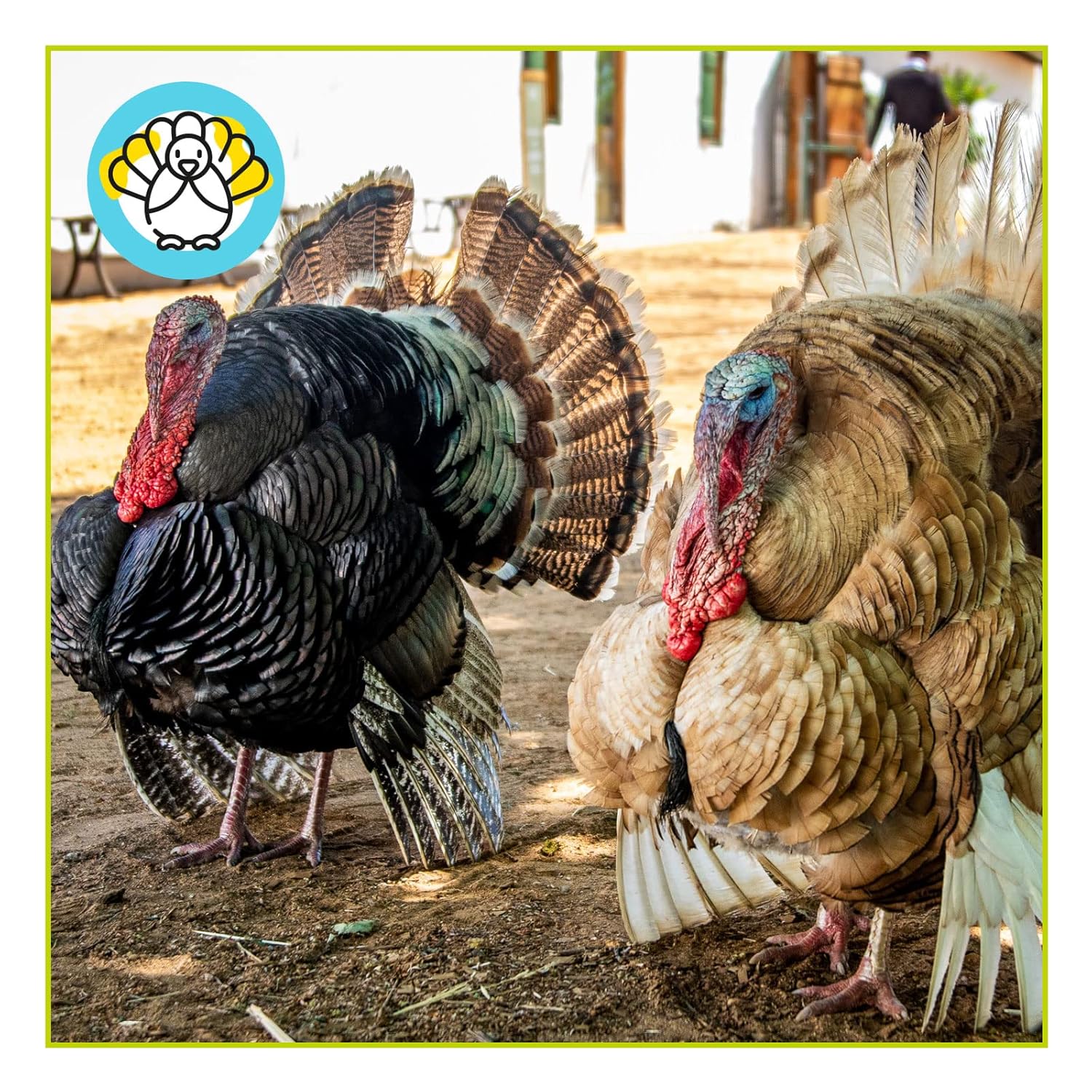Pienso ECOLÓGICO pavos crecimiento. Saco 20kg_5
