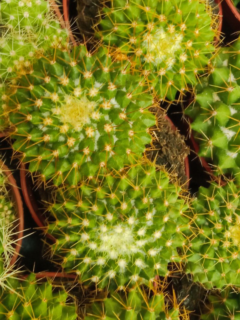 Suculentas Y Cactus Variedad #65 Planta Sin Id_0