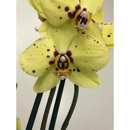 Orquidea Phalaenopsis Congada 2/3 Tallos M12 70cm_1