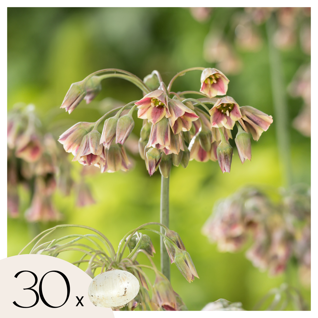 Allium Siculum - 30 Pzs - Allium 'nectaroscordum' - Bulbos De Flores - Rosa_0