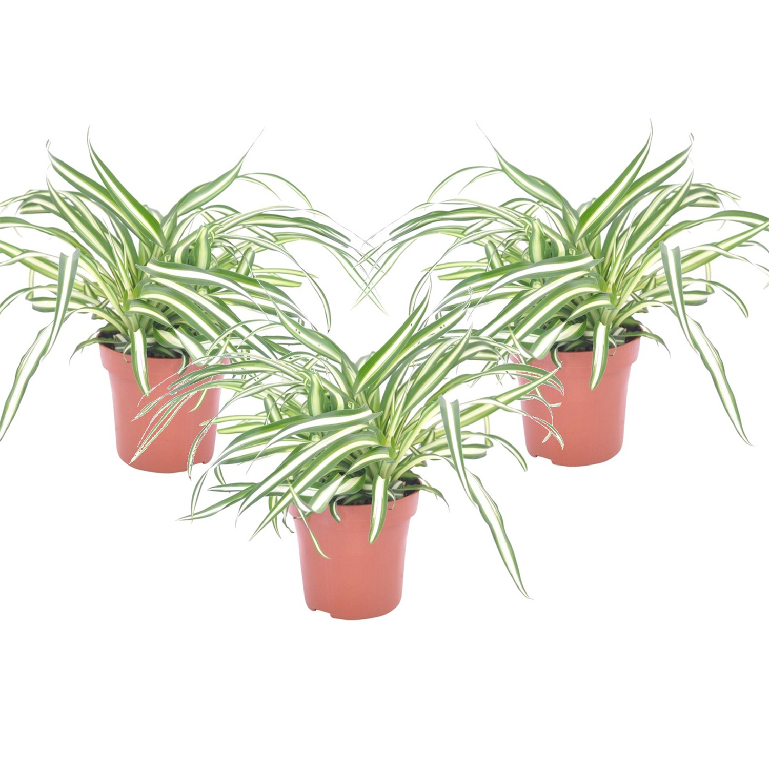 Malamadre - 3 Pzs - Chlorophytum Comosum 'atlantic' - Altura 25-40cm - ⌀12cm_0