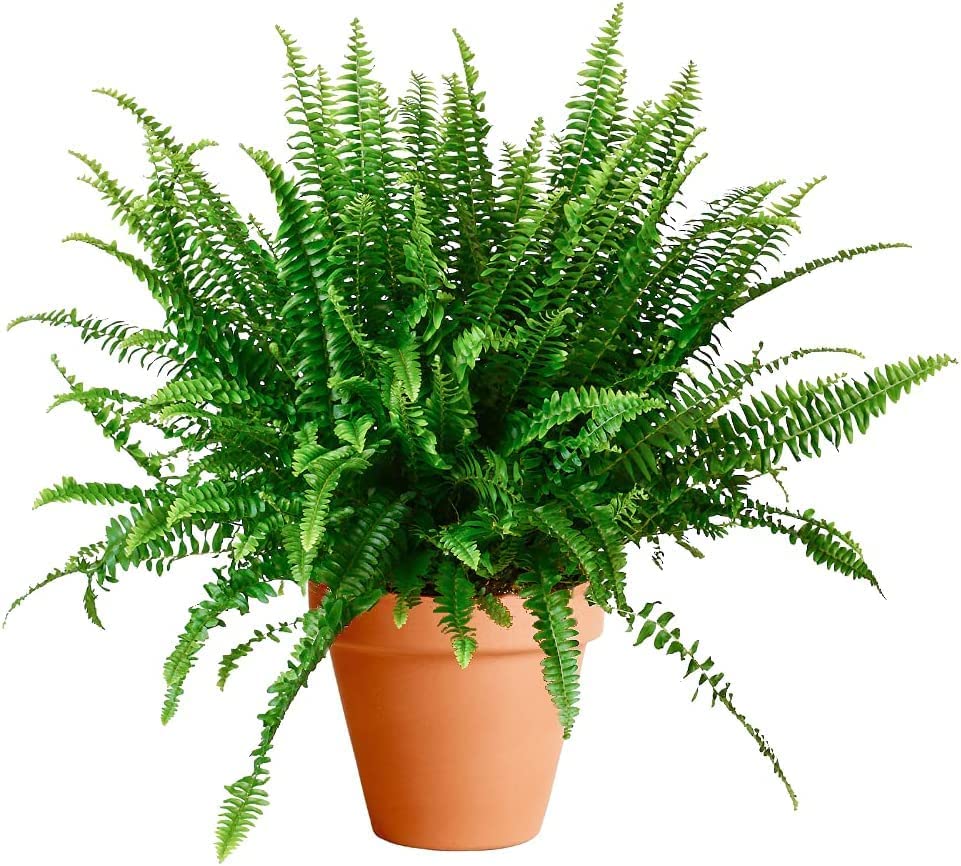Planta Helecho Natural Viva Altura Aproximada 20 - 25 Cm En Maceta 14 Cm De Diámetro_0