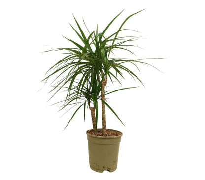 Dracena Marginata 2 Troncos 30-10 M17 70cm_0
