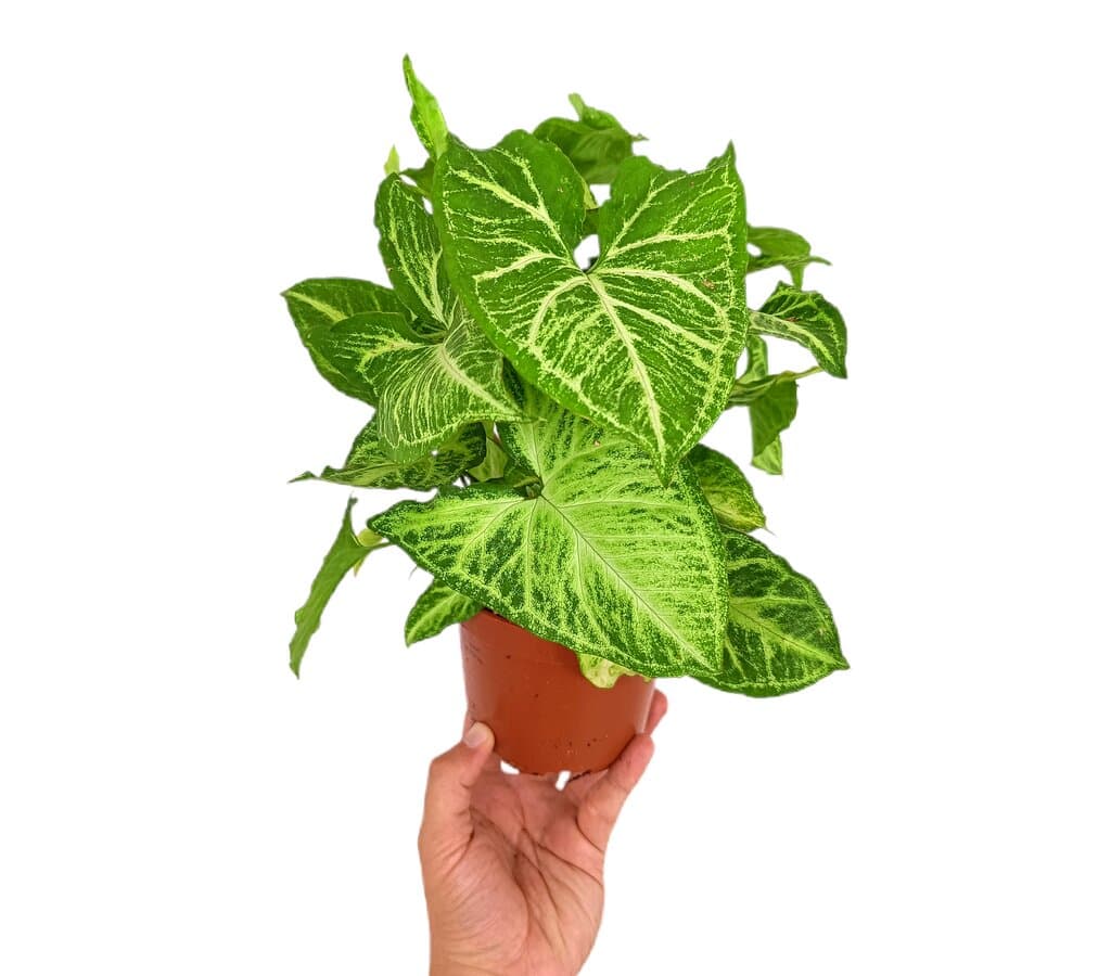 Syngonium Arrow M12_0