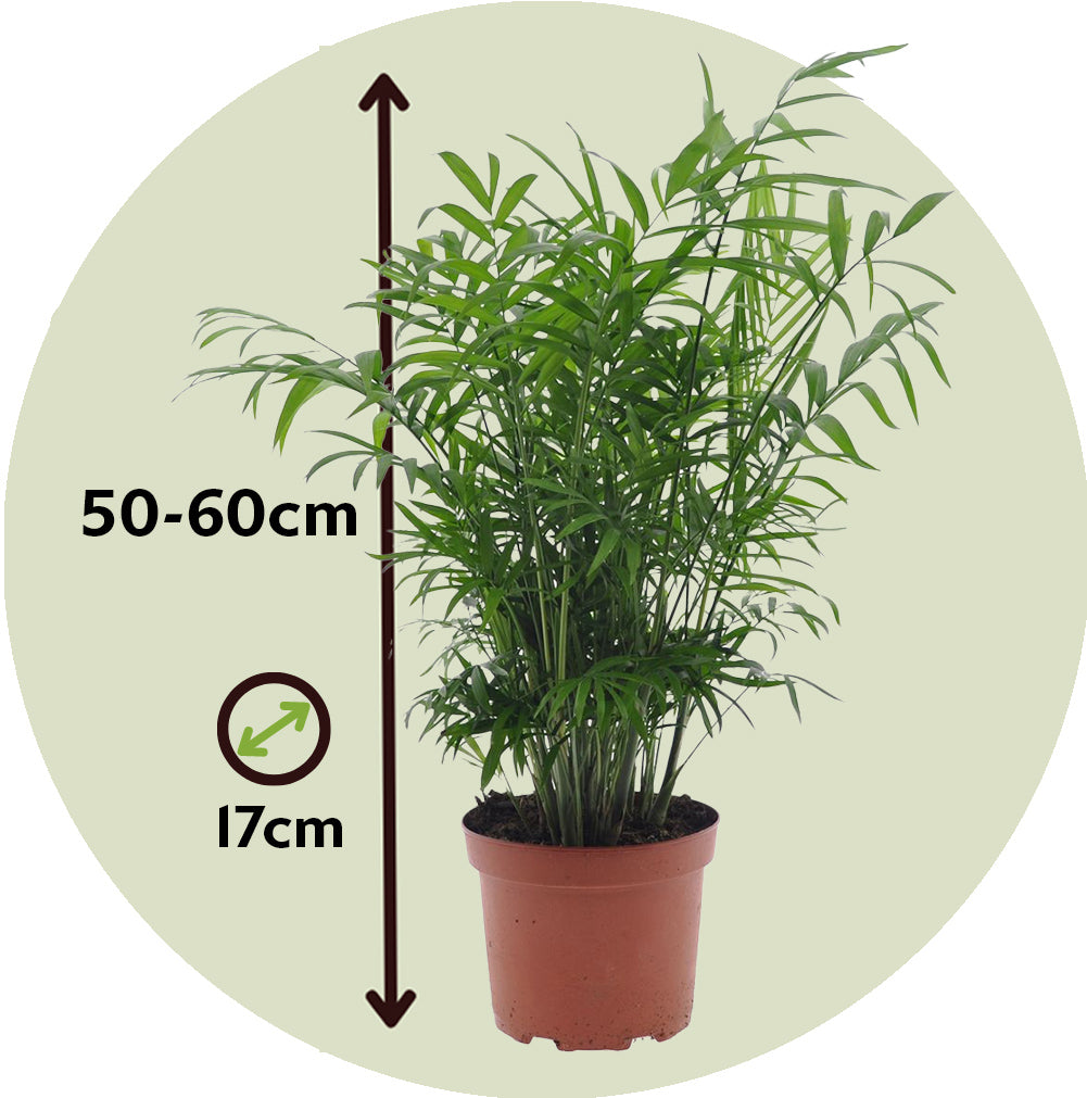 Pacaya - Palmera De Salón - 2 Pzs - Chamaedorea Elegans - Altura 50-60cm - ⌀17cm_2
