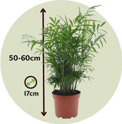 Pacaya - Palmera De Salón - 2 Pzs - Chamaedorea Elegans - Altura 50-60cm - ⌀17cm_2