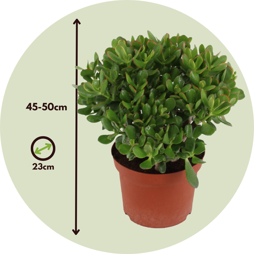 Árbol De Jade - Crassula Ovata 'minor' - Altura 45-50cm - ⌀23cm_2