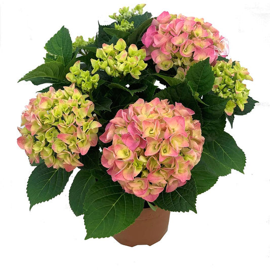 Hortensia Rosa M14 20cm_0