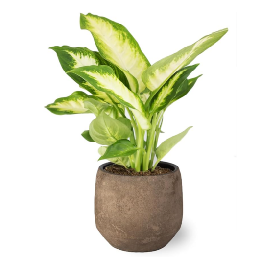 Planta Natural Dieffenbachia De Interior En Maceta Ø13 Cm Altura 40 Cm_0