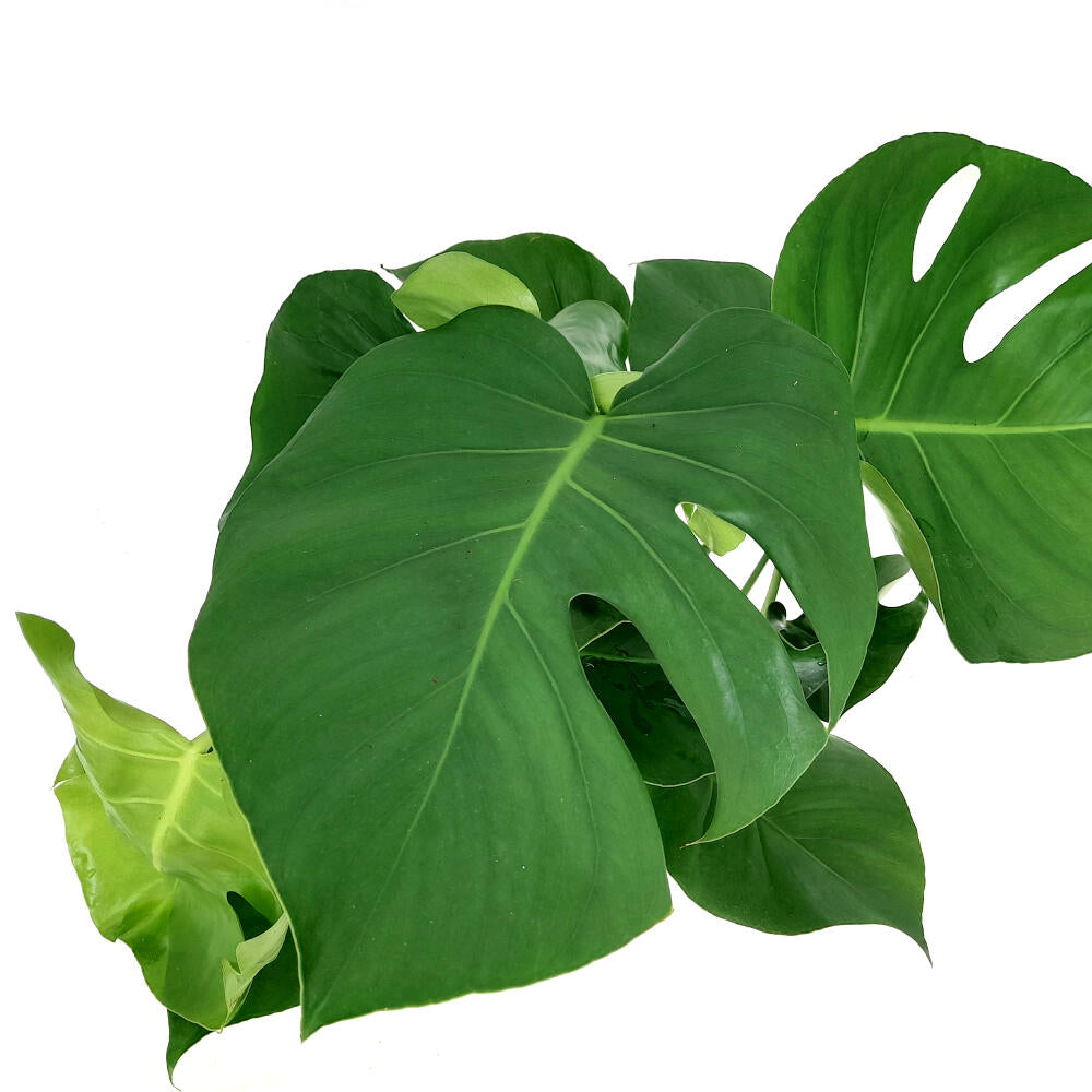 Monstera Deliciosa M19 50cm (costilla De Adan)_1