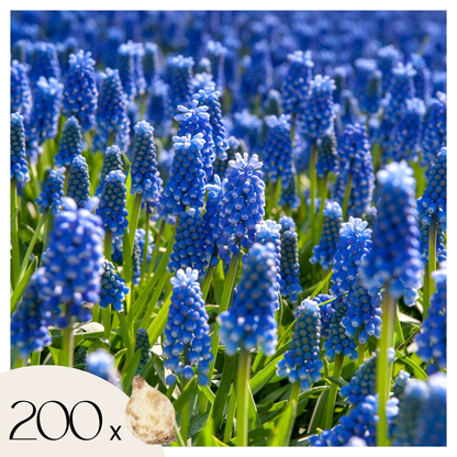 Nazarenos Azules - 200 Pzs - Muscari Armeniacum - Bulbos De Flores - Azul_0
