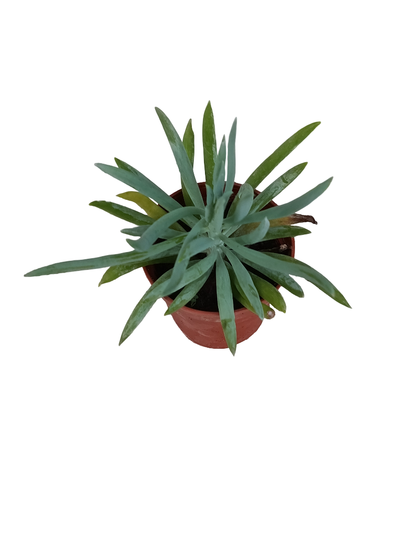 Senecio Madriscalae Planta Suculenta Ø5_0