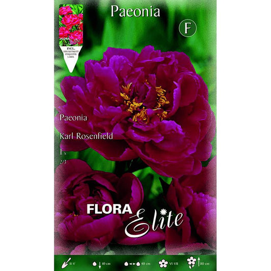 Bolbo de peónia vermelha