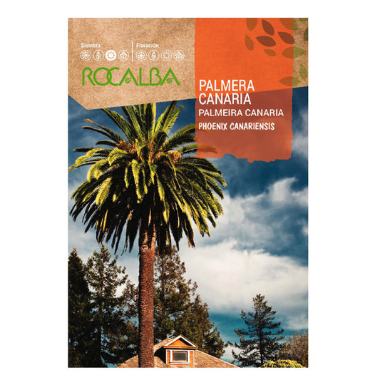 Sementes de palmeira das Canárias, Rocalba