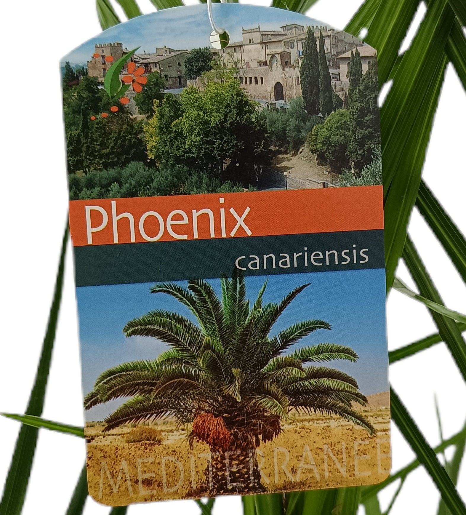 Phoenix Canariensis M15_1