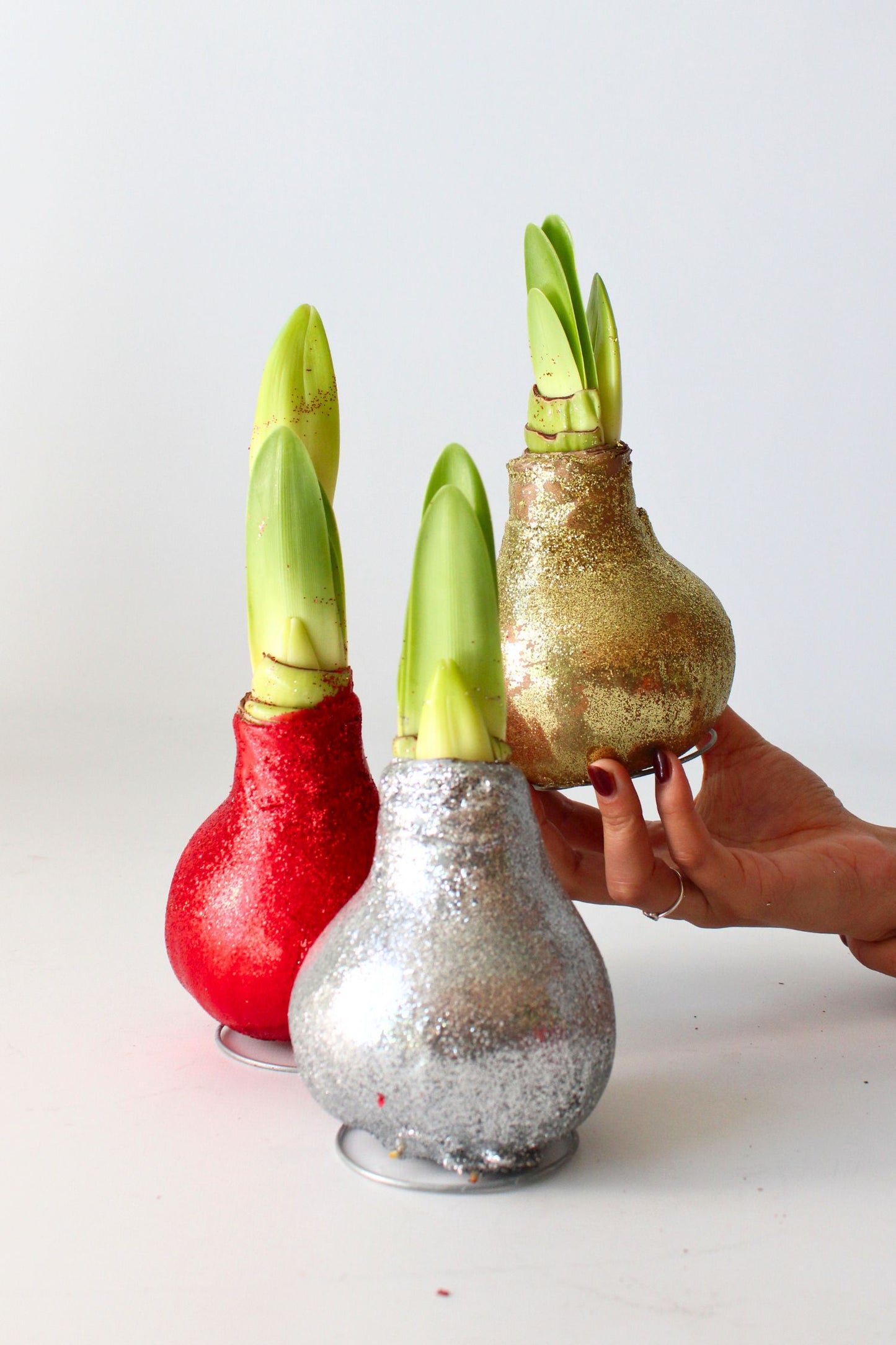 Amarilis - Hippeastrum 'glitter Gold' - Bulbo De Flor - Rojo_1