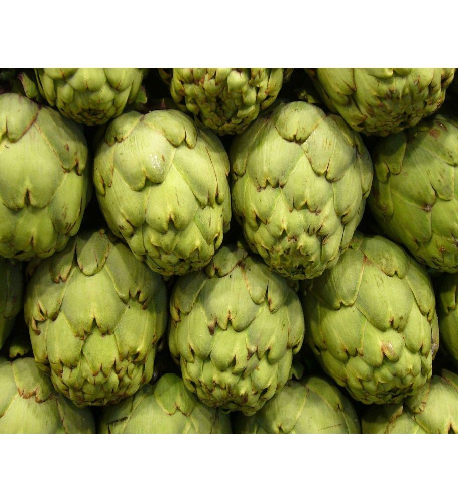 Plantón Alcachofa (10 Unidades)_0