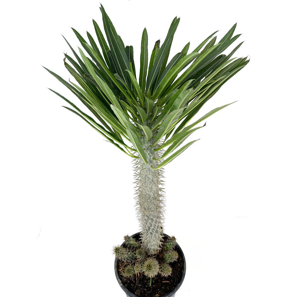 Pachypodium Lameri Ramificado M28 100cm_2