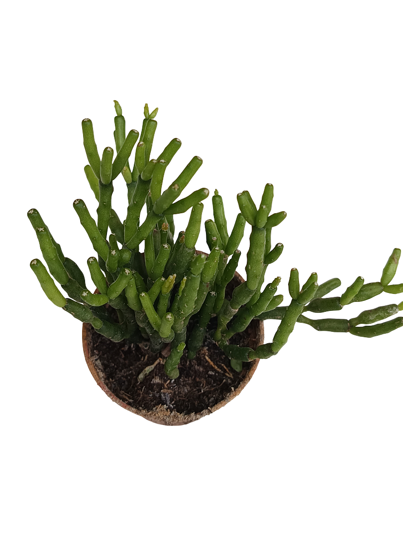 Hatiora Planta Suculenta Colgante Ø5 Cm_0