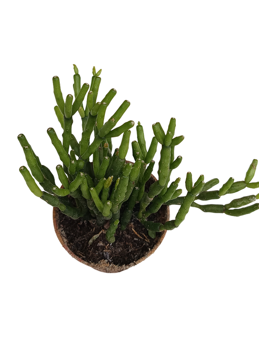 Hatiora Planta Suculenta Colgante Ø5 Cm_0