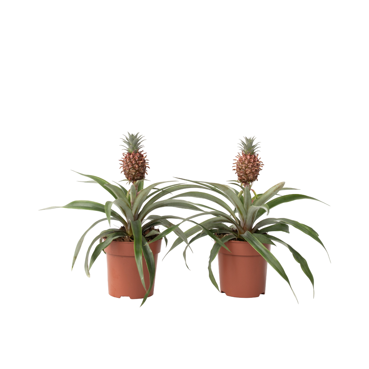 Planta De La Piña - 2 Pzs - Ananas Comosus 'mi Amigo' - Altura 35-45cm - ⌀12cm_0