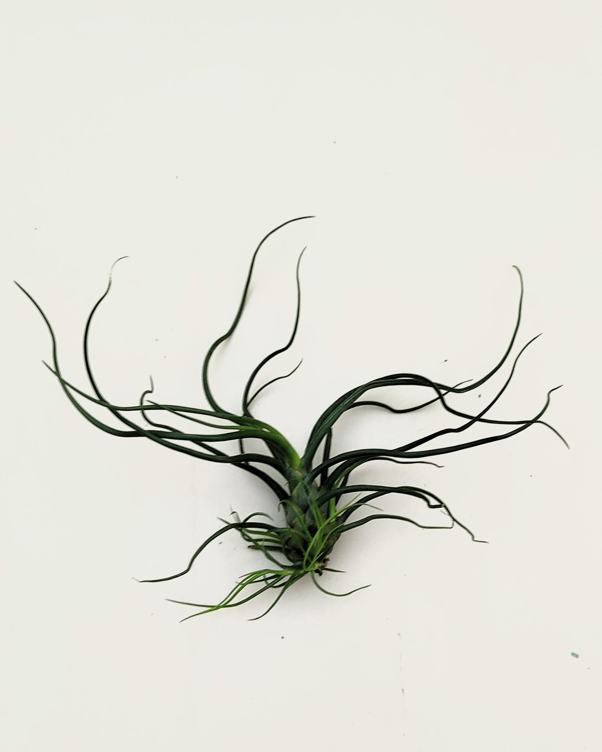Tillandsia bulbosa; planta del aire verde; Curiosarium; altura 8-12 cm, diámetro 10-15 cm_2