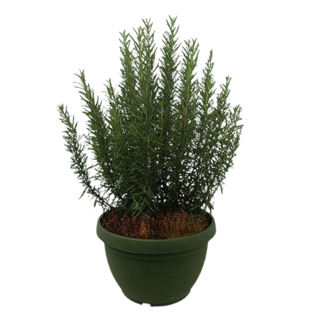 Romero Officinalis M27_0