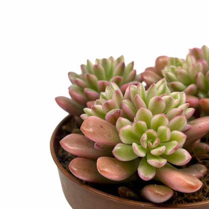 Sedum Joyce Tulloch Variegata Cactus Y Suculentas M8,5 cm Ø_2