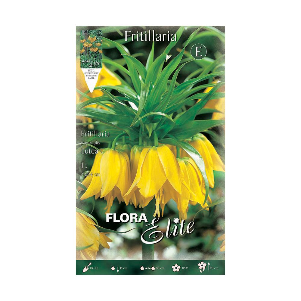 Bulbo Fritillaria Imperialis gigante amarelo Elite 1 unid.