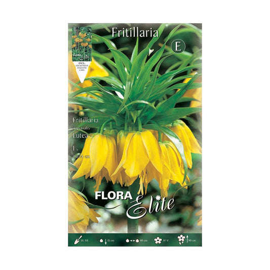 Bulbo Fritillaria Imperialis gigante amarelo Elite 1 unid.