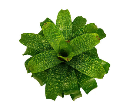 Bromelia Salvaje M19 35cm_2