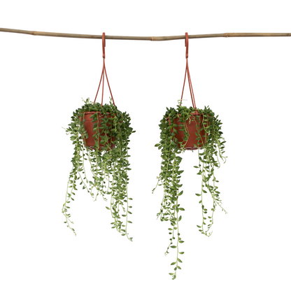 Planta Del Rosario - 2 Pzs - Senecio Rowleyanus - Altura 10-20cm - ⌀12cm_0