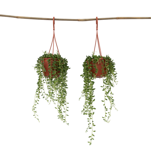 Planta Del Rosario - 2 Pzs - Senecio Rowleyanus - Altura 10-20cm - ⌀12cm_0