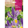 Bulbo Iris of Holland Professor Blaauw azul 10 unidades Rocalba
