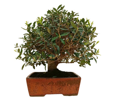 Bonsái Olivo 17 Años (olea Europaea)_2