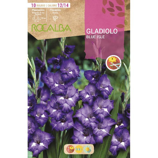 Bolbo Gladíolo Blue Isle 10 unidades (12/14)