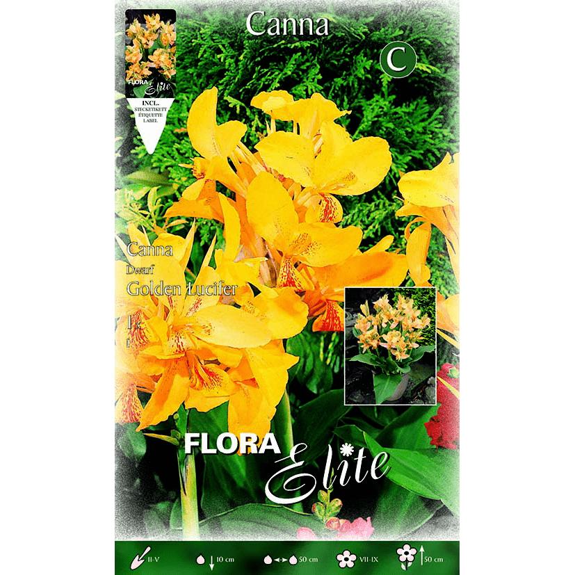 Bolbo de Canna amarelo com manchas laranja e folhas verdes, 1 unid.