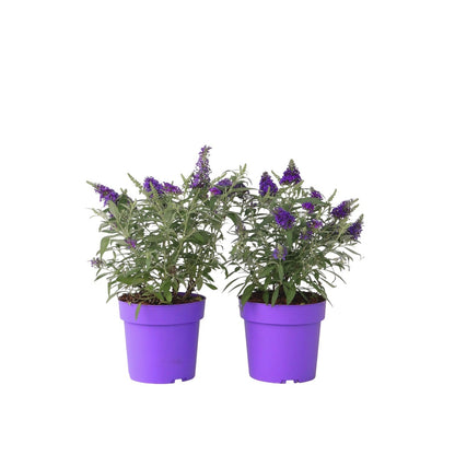 Arbusto De Las Mariposas - 2 Pzs - Buddleja Davidii - Altura 30-40cm - ⌀19cm_0